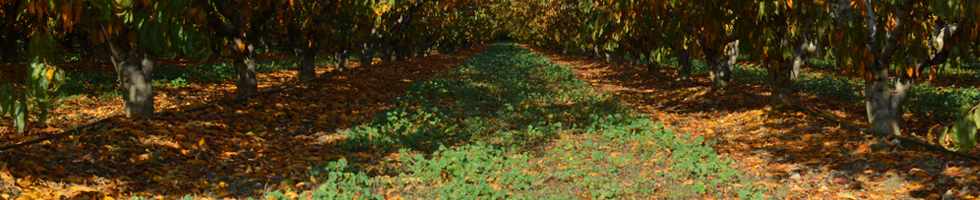 Location Pyrénées Orientales - Parc arboré