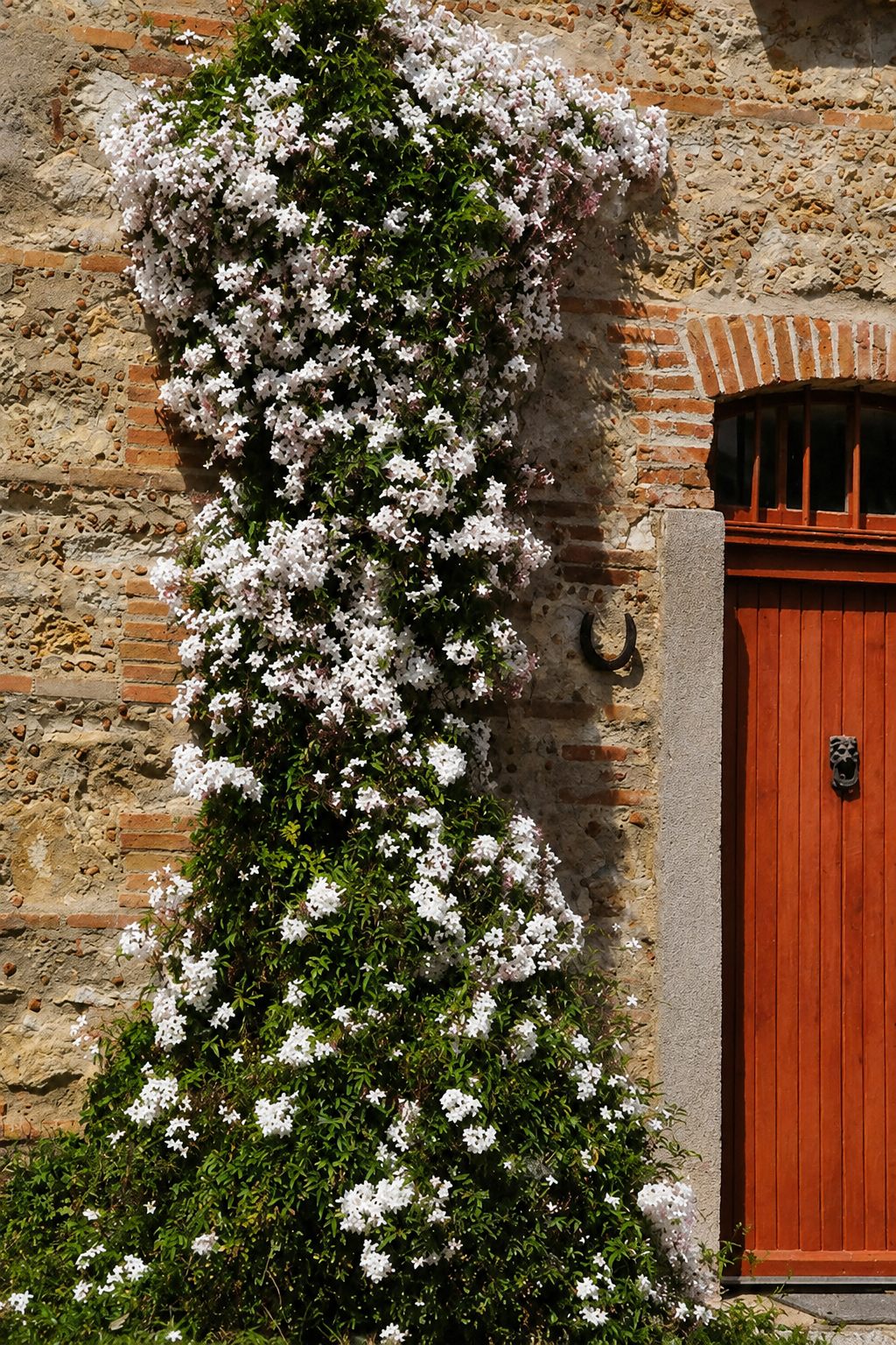 Façade en pierre fleurie du Mas du Domaine de Montcalm à Thuir