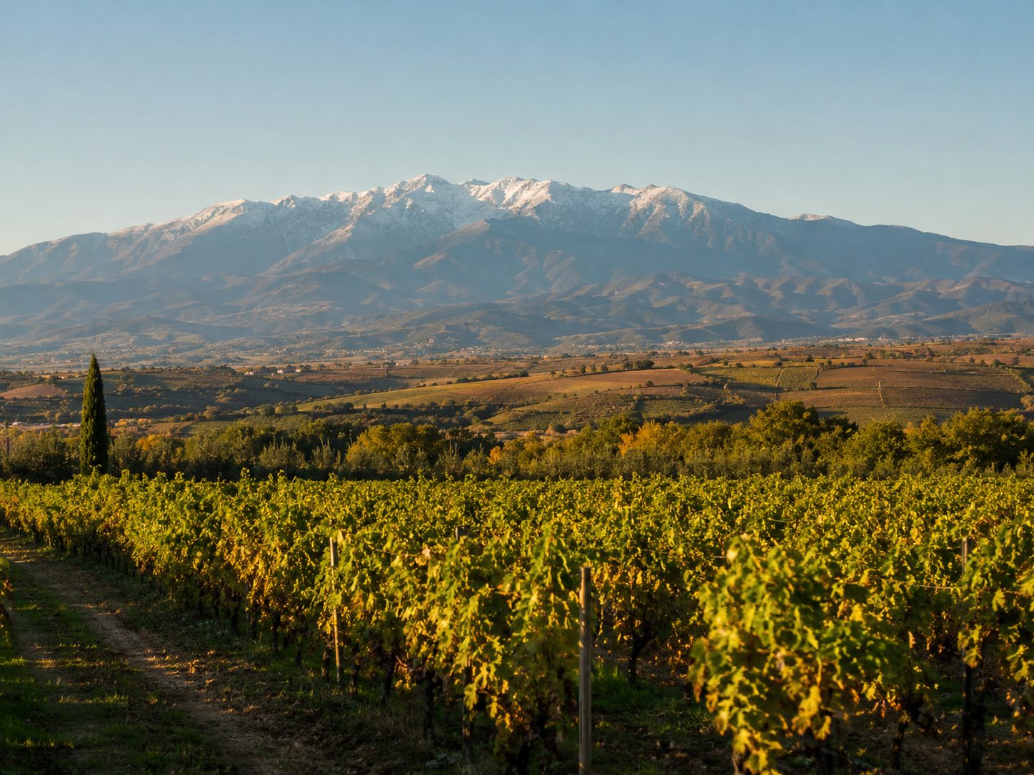 Vignobles du Roussillon autour de Thuir